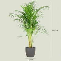 Green boutiQ - Kamerplant - Goudpalm - Dypsis Lutescens Areca - Groen - Weinig onderhoud - 1 Plant - met Potter Grijs - Pot 21cm - Hoogte 90 - 100cm