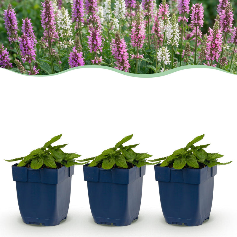 Green boutiQ - Perennial - Stachys Duo - Betony - Bee and butterfly attractors - Pink - Purple - White - 12 Plants - Pot 11cm - Height 15-25cm
