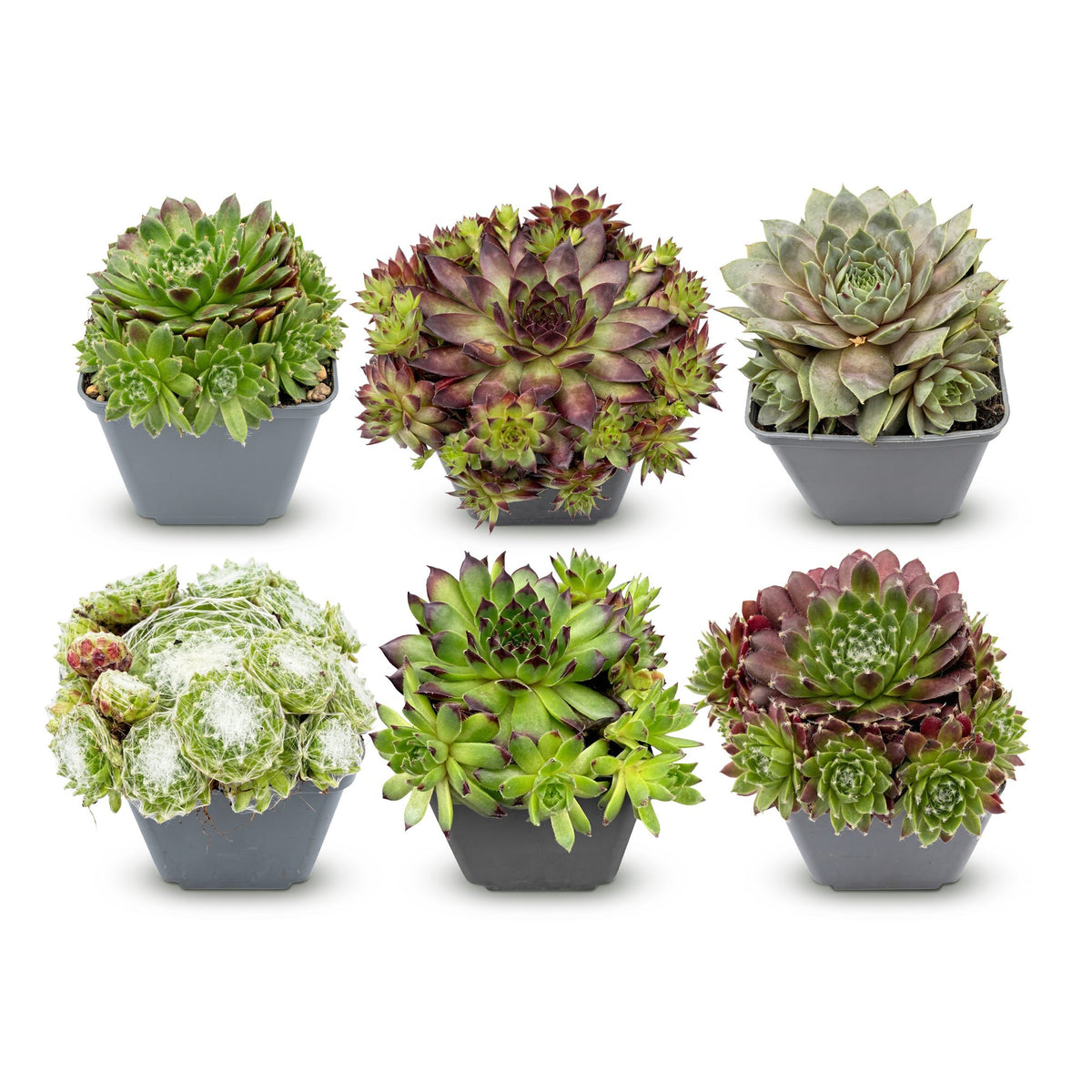 6x - Sempervivum Big Sam - Ø7cm - ↕10-12cm
