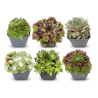 6x - Sempervivum Big Sam - Ø7cm - ↕10-12cm