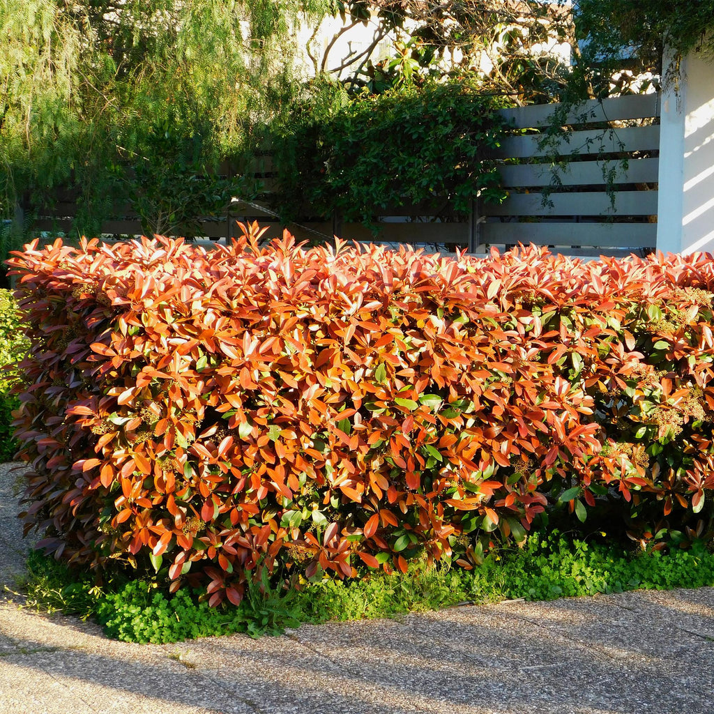 Green boutiQ - Haies - Photinia fraseri Red Robin - vert rouge - 6 plantes - 1 mètre linéaire - persistant - pot 17 cm hauteur 50 cm