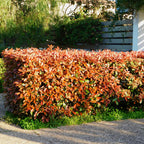Green boutiQ - Haies - Photinia fraseri Red Robin - vert rouge - 6 plantes - 1 mètre linéaire - persistant - pot 17 cm hauteur 50 cm