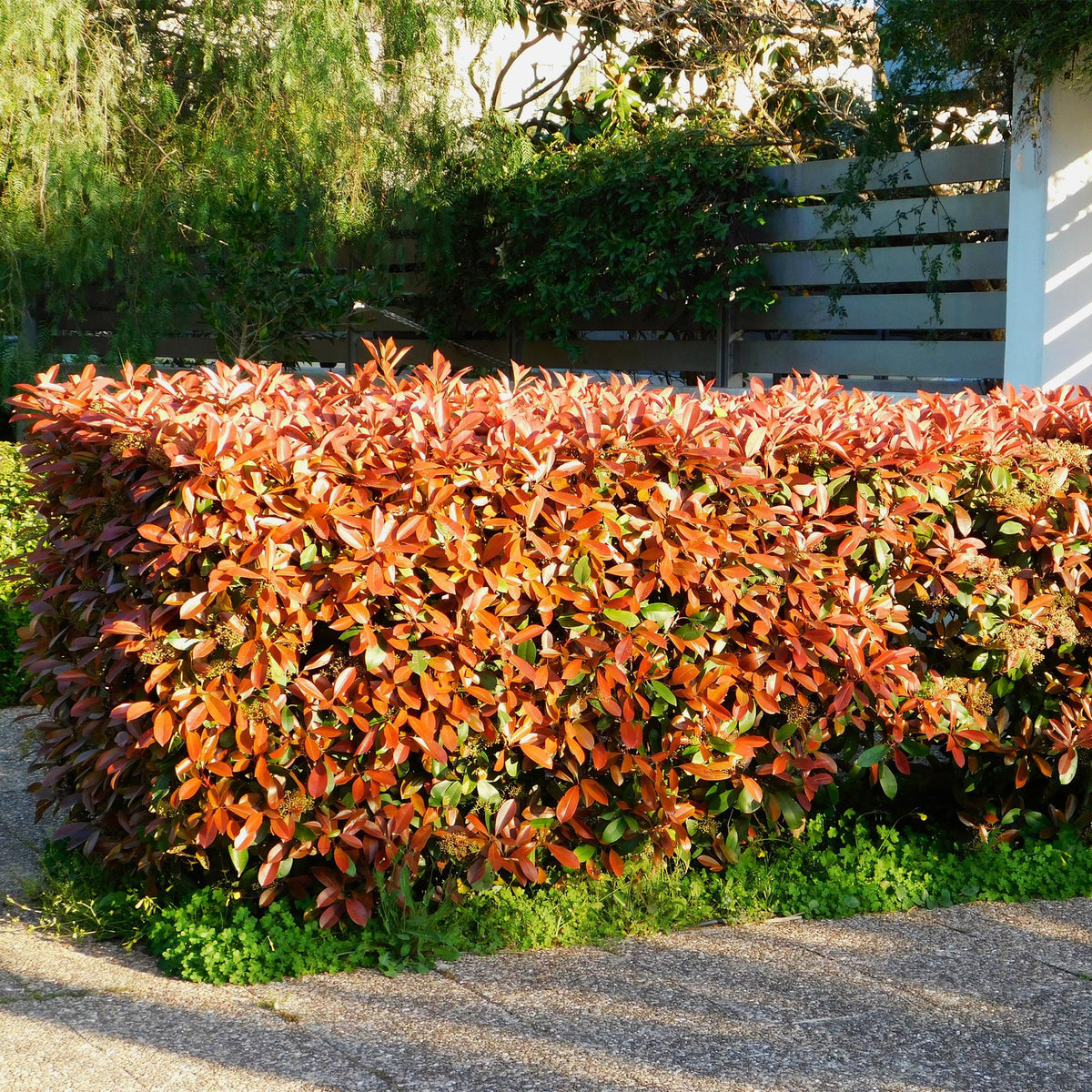 Green boutiQ - Haies - Photinia fraseri Red Robin - vert rouge - 6 plantes - 1 mètre linéaire - persistant - pot 17 cm hauteur 50 cm