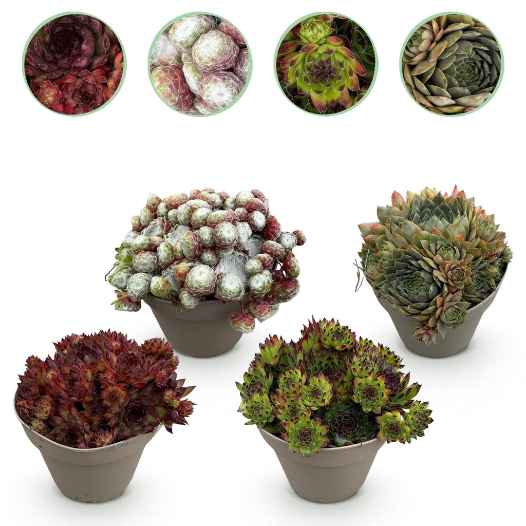 Green boutiQ - Couvre-sol - Rustique - Sempervivum Big Sam - 4 Plantes - Couleurs assorties - Peu d'entretien - Pot 14 Hauteur 17