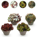 Green boutiQ - Couvre-sol - Rustique - Sempervivum Big Sam - 4 Plantes - Couleurs assorties - Peu d'entretien - Pot 14 Hauteur 17