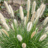 Green boutiQ - Grasses - Pennisetum alop. Little Bunny - Foxtail Grass - With Plum - Green - 6 Plants - Pot 11cm - Height 15-25cm