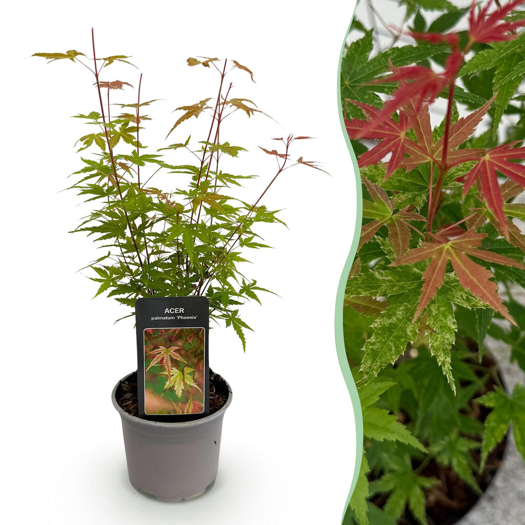 Green boutiQ - Gartenpflanze - Acer palmatum Phoenix - Rosa - 1 Pflanze - Laubabwerfend - Pflegeleicht - Topf 12cm Höhe 35cm