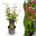 Green boutiQ - Gartenpflanze - Acer palmatum Phoenix - Rosa - 1 Pflanze - Laubabwerfend - Pflegeleicht - Topf 12cm Höhe 35cm