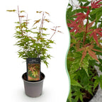 Green boutiQ - Gartenpflanze - Acer palmatum Phoenix - Rosa - 1 Pflanze - Laubabwerfend - Pflegeleicht - Topf 12cm Höhe 35cm