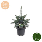 2x Picea pungens Glauca - Blue Spruce - Blue - Christmas tree - Ø23cm - ↕60cm