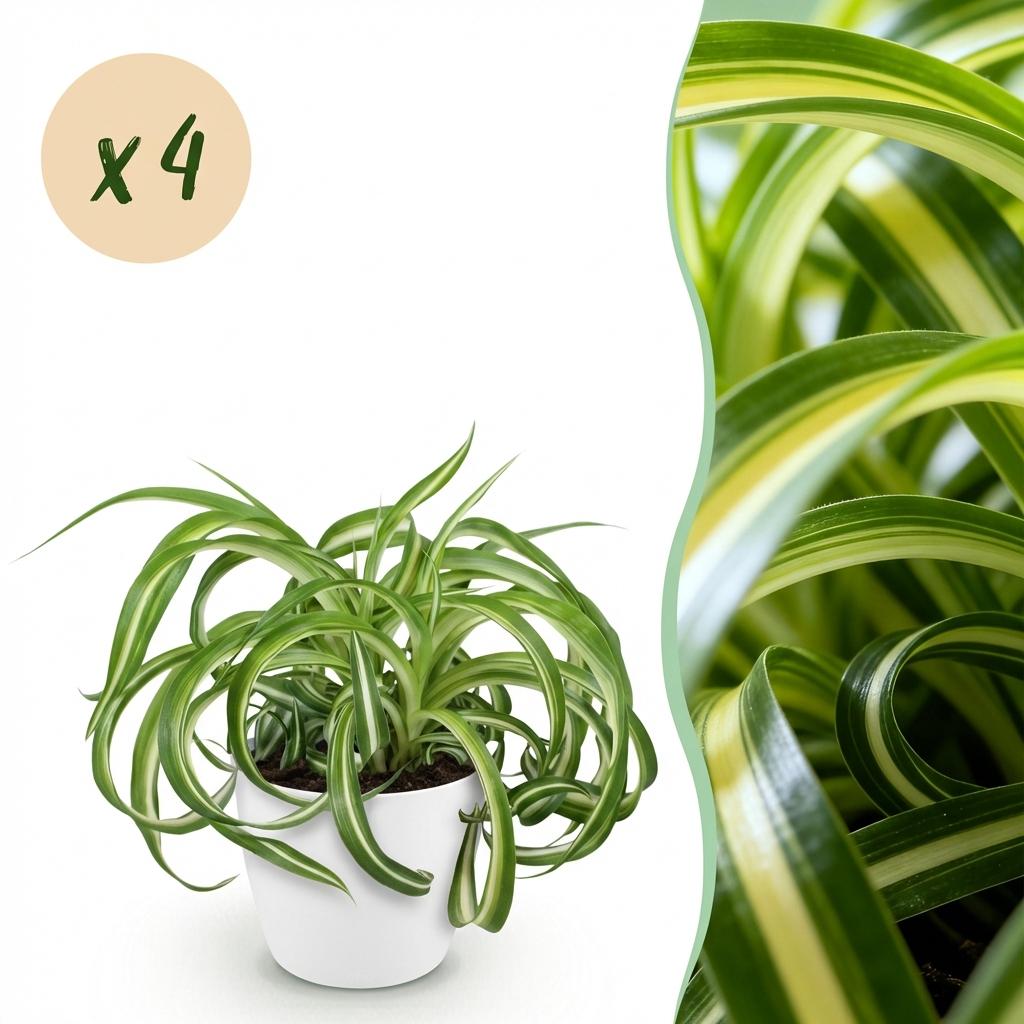 Green boutiQ - Zimmerpflanze - Chlorophytum comosum Bonnie - Grünlilie mit lockigen Blättern - Haustierfreundliche Pflanze - Grün - 4 Pflanzen - mit Übertopf Weiß - Topf 12 cm - Höhe 20 cm