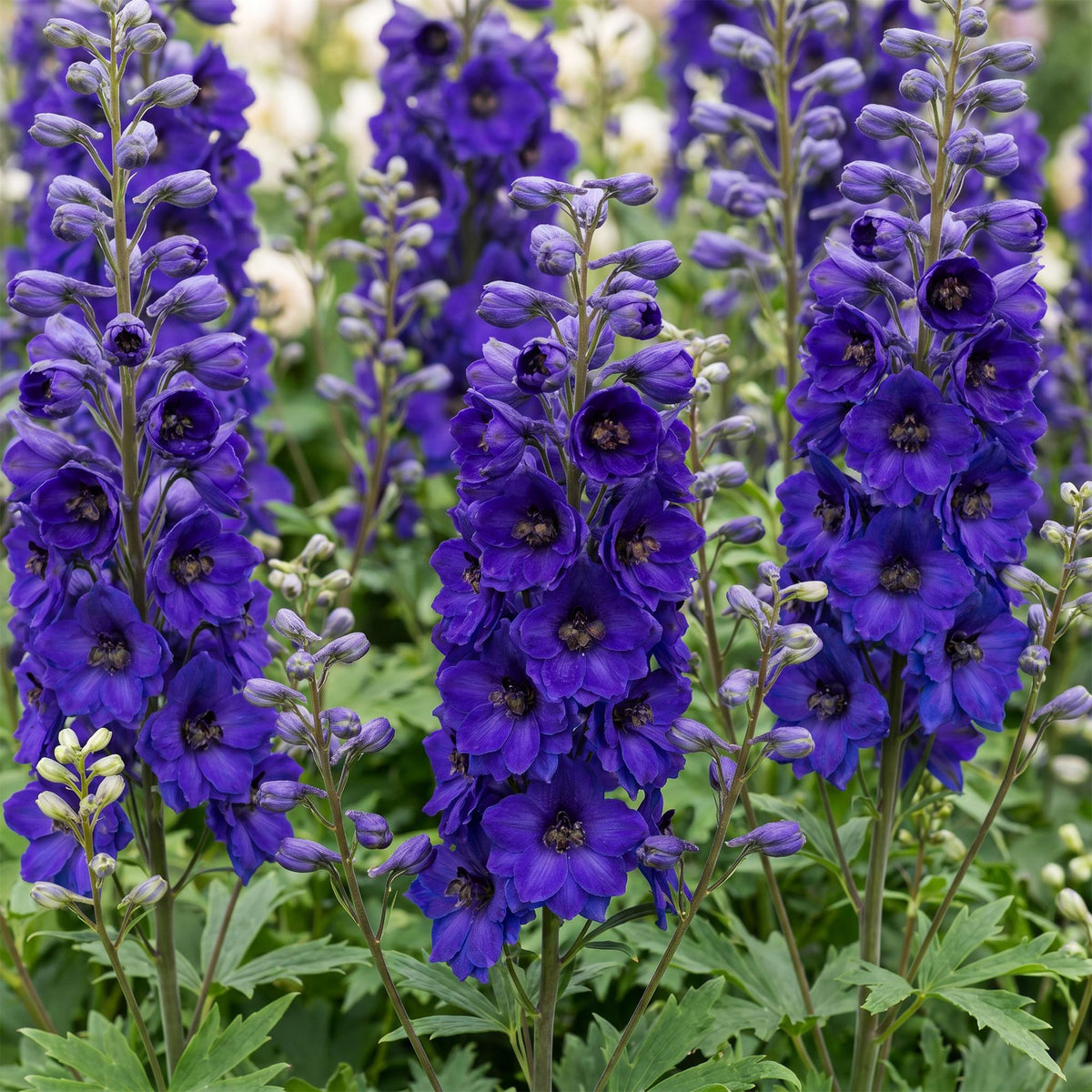 Green boutiQ - Plante vivace - Delphinium (P) Black Knight - Pied d'alouette - Attire les abeilles et les papillons - Violet - 6 plantes - Pot 11cm - Hauteur 15-25cm