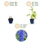 Green boutiQ - Stauden - Delphinium (P) Blue Bird - Rittersporn - Bienen- und Schmetterlingsmagnet - Blau - 12 Pflanzen - Topf 11cm - Höhe 15-25cm