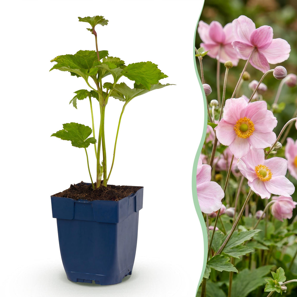 Green boutiQ - Plante vivace - Anemone hybr. Kön. Charlotte - Anémone d'automne - Ombre - Rose - 3 plantes - Pot 11 cm - Hauteur 15-25 cm