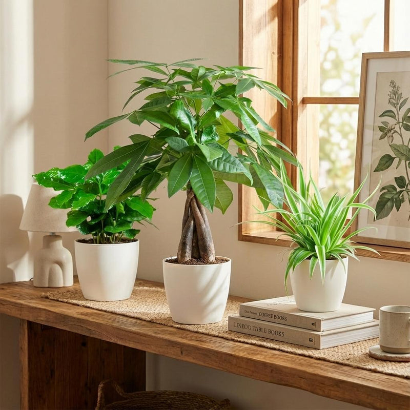 Green boutiQ - Mix van 3 Makkelijke Kamerplanten - Pachira Aquatica, Coffea Arabica, Chlorophytum - Groen - Weinig onderhoud - 3 Planten - met Potter Wit - Pot 12 - 14cm - Hoogte 25 - 45cm