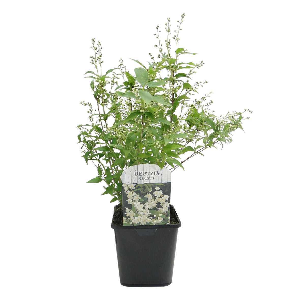 Green boutiQ - Arbustes - Deutzia Gracilis - Fleurs Blanches - 1 Plante - Caduc - Peu d'entretien - Pot 17cm Hauteur 45cm