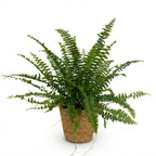 Green boutiQ - Plante d'intérieur - Nephrolepsis exaltata Green Lady - Fougère - Plante adaptée aux animaux de compagnie - Vert - 1 plante - avec panier - Pot 12cm - Hauteur 25cm