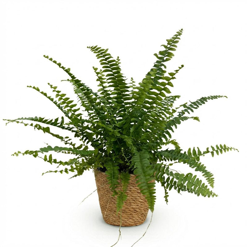 Green boutiQ - Kamerplant - Nephrolepsis exaltata Green Lady - Varen - Huisdiervriendelijke Plant - Groen - 1 Plant - met Mand - Pot 12cm - Hoogte 25cm