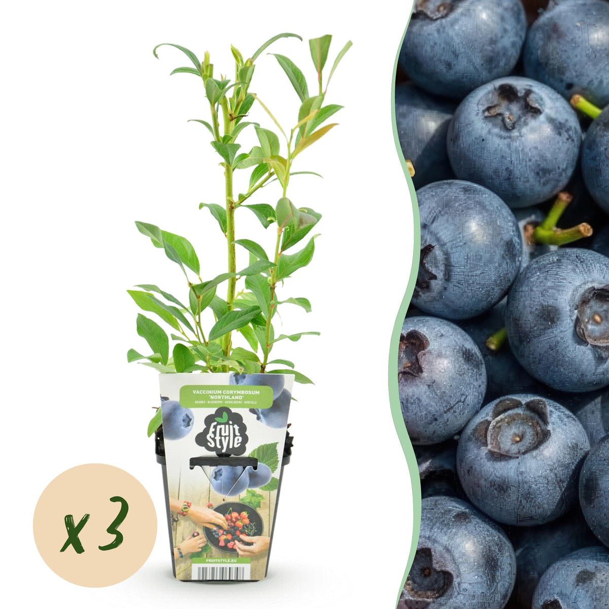 Green boutiQ - Plants fruitiers - Myrtille - Vaccinium corymbosum Northland - Rustique - 3 plantes - Pot 9 cm - Myrtille