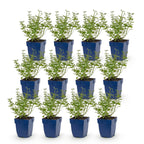 Green boutiQ - Stauden - Nepeta faassenii Walker's Low - Blaue Katzenminze - Bienen- und Schmetterlingsmagnet - Blau - 12 Pflanzen - Topf 11cm - Höhe 15-25cm