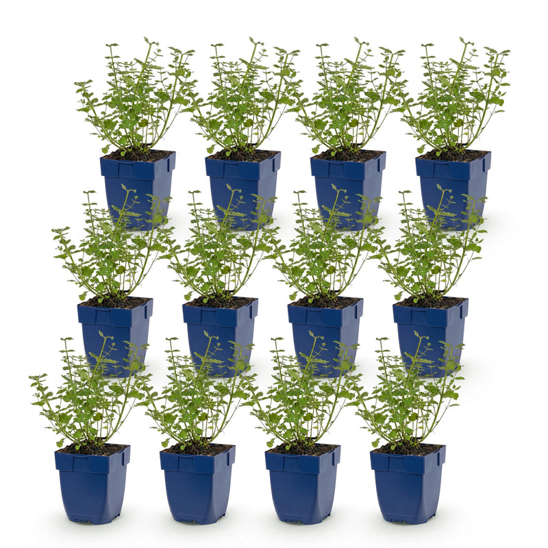 Green boutiQ - Vasteplant - Nepeta faassenii Walker's Low - Kattenkruid - Bijen en Vlinderlokkers - Blauw - 12 Planten - Pot 11cm - Hoogte 15-25cm