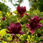 Green boutiQ - Gartenpflanze - Magnolia Genie - Blüte Violett - 3 Pflanzen - Laubabwerfend - Pflegeleicht - Topf 12cm Höhe 30cm