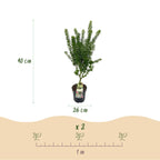 Green boutiQ - Plante de jardin - Acer palmatum Koto Hime - Érable du Japon - Caduc - Vert - 1 - Pot 26 cm - Hauteur 90 cm