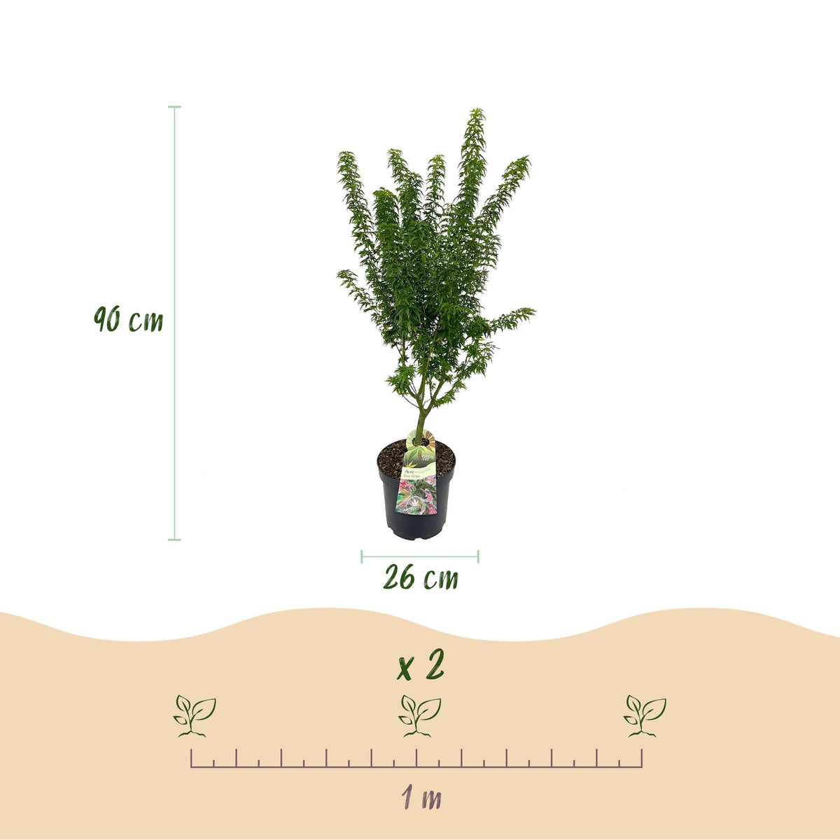 Green boutiQ - Plante de jardin - Acer palmatum Koto Hime - Érable du Japon - Caduc - Vert - 1 - Pot 26 cm - Hauteur 90 cm