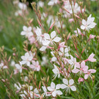 Green boutiQ - Stauden - Gaura lindh. Whirling Butterflies - Prachtkerze - Bienen- und Schmetterlingsmagnet - Weiß - 6 Pflanzen - Topf 11cm - Höhe 15-25cm