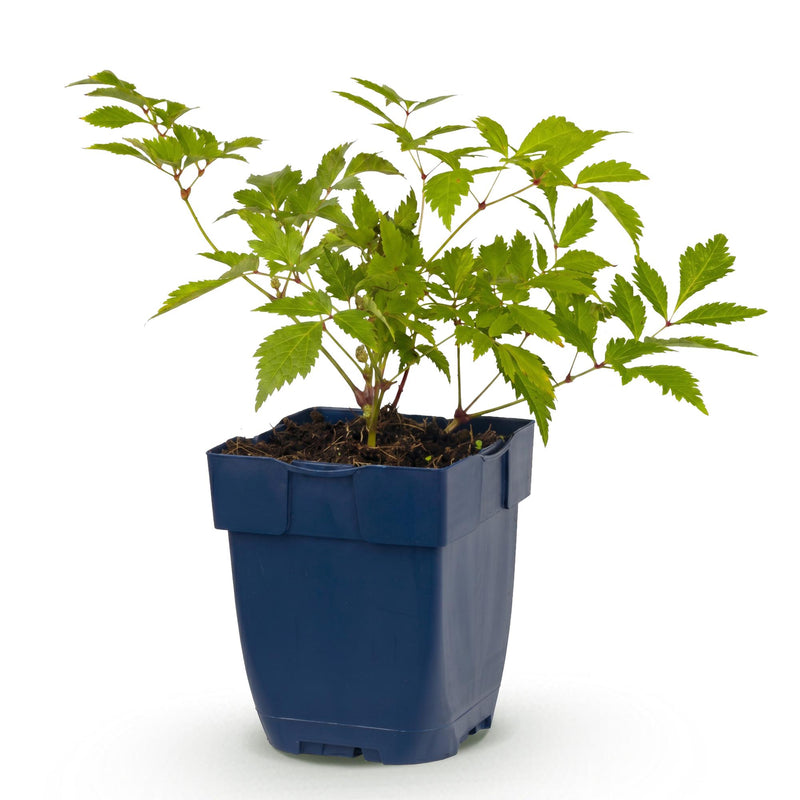 Green boutiQ - Vasteplant - Astilbe (J) Deutschland - Pluimspirea - Schaduw - Wit - 1 Plant - Pot 11cm - Hoogte 15-25cm