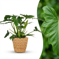 Green boutiQ - Kamerplant - Philodendron - Philodendron Lacerum - Groen - Weinig onderhoud - 1 Plant - met Mand - Pot 19cm - Hoogte 65cm