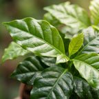 2x Coffea Arabica Kaffeepflanze - Ø 12 cm - Höhe: 25 cm