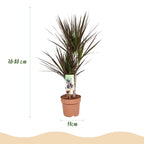 Green BoutiQ - Green is... Plantes d'intérieur - Dracaena Magenta - Dragonnier - Peu d'entretien - Vert - 1 plante - Pot 17cm - Hauteur 70-80cm