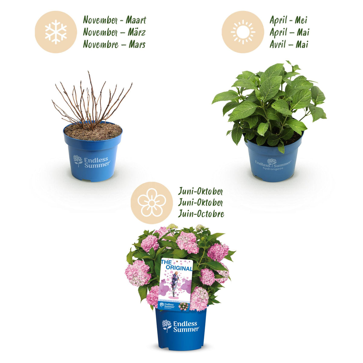 Green boutiQ - Gartenpflanze - Hydrangea Endless Summer The Original Pink - Hortensie - Winterhart - Rosa - 8 Pflanzen - Topf 14cm - Höhe 20-25cm