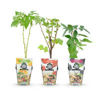 Green boutiQ - Fruitplanten - Tricolour - Rode Bes - Gele Framboos - Zwarte Braam  - Winterhard - 3 Planten - Pot  9cm