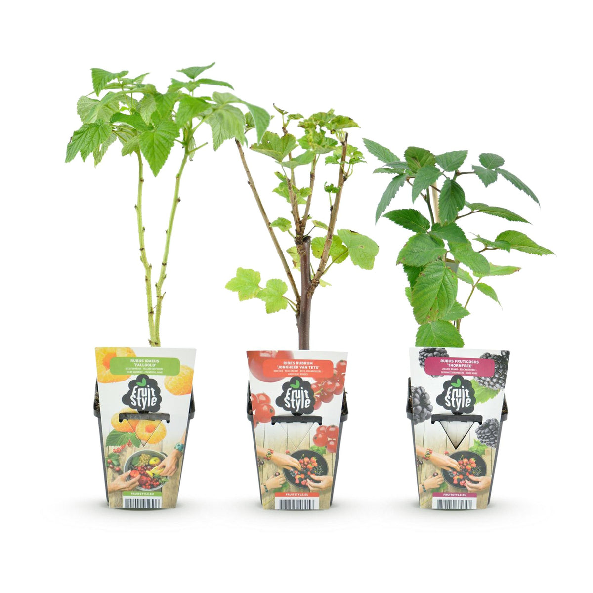 Green boutiQ - Plants fruitiers - Tricolore - Groseille rouge - Framboise jaune - Mûre noire - Rustique - 3 plantes - Pot 9cm