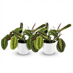 Green boutiQ - Plante d'intérieur - Maranta Fascinator Tricolour - Plante prière - Plante sans danger pour les animaux - Vert - 2 Plantes - avec Pot Blanc - Pot 12cm - Hauteur 25cm