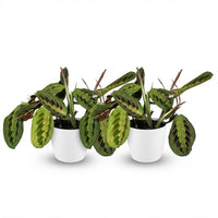 Green boutiQ - Kamerplant - Maranta Fascinator Tricolour - Gebedsplant - Huisdiervriendelijke Plant - Groen - 2 Planten - met Potter Wit - Pot 12cm - Hoogte 25cm