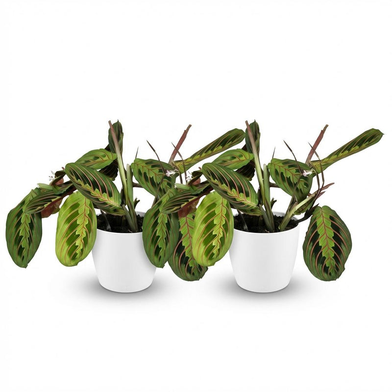 Green boutiQ - Kamerplant - Maranta Fascinator Tricolour - Gebedsplant - Huisdiervriendelijke Plant - Groen - 2 Planten - met Potter Wit - Pot 12cm - Hoogte 25cm