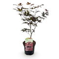 Green boutiQ - Plante de terrasse - Érable du Japon - Acer palmatum Bloodgood - Rouge - 1 plante - Caduc - Pot 19cm Hauteur 70cm