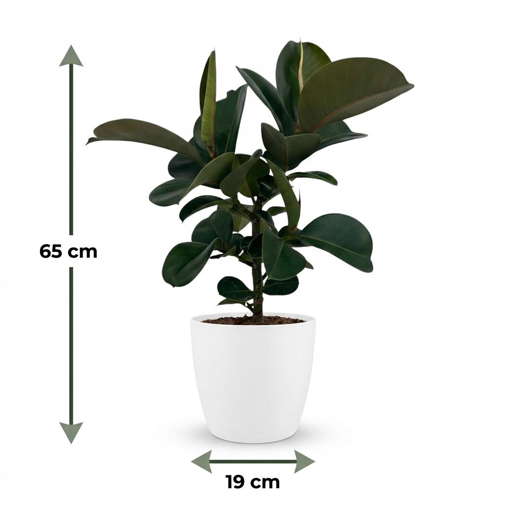 Green boutiQ - Zimmerpflanze - Gummibaum - Ficus Elastica Cloe - Grün - Pflegeleicht - 1 Pflanze - mit Topf Weiß - Topf 19cm - Höhe 65cm