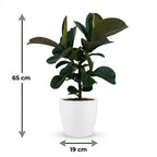 Green boutiQ - Zimmerpflanze - Gummibaum - Ficus Elastica Cloe - Grün - Pflegeleicht - 1 Pflanze - mit Topf Weiß - Topf 19cm - Höhe 65cm