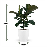Green boutiQ - Kamerplant - Rubberplant - Ficus Elastica Cloe - Groen - Weinig onderhoud - 1 Plant - met Potter Wit - Pot 19cm - Hoogte 65cm