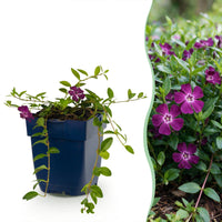 Vasteplant - Vinca minor Atropurpurea - Maagdenpalm - Bodembedekkend - Paars - 12 Planten - Pot 11cm - Hoogte 15-25cm