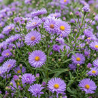 Green boutiQ - Stauden - Aster (D) Strand-Aster - Salz-Aster - Bienen- und Schmetterlingsmagnet - Violett - 24 Pflanzen - Topf 11cm - Höhe 15-25cm