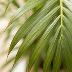 Green boutiQ - Plante d'intérieur - Palmier doré - Dypsis Lutescens Areca - Vert - Peu d'entretien - 1 Plante - avec Panier - Pot 21cm - Hauteur 90 - 100cm