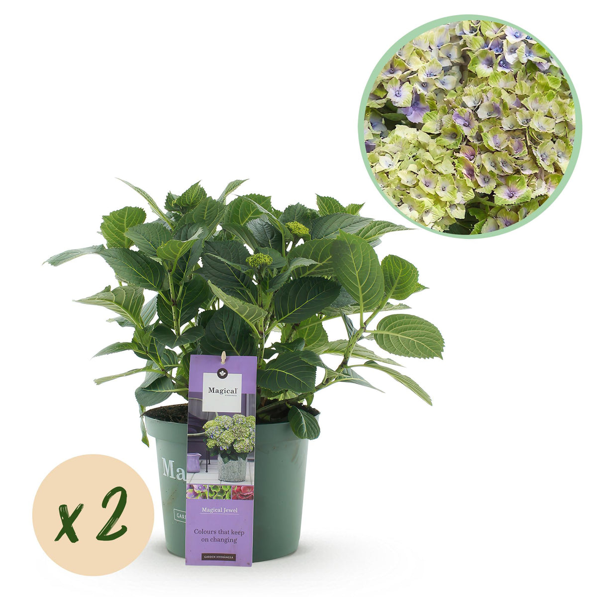 Green boutiQ - Plante de terrasse - Hortensia - Hydrangea Magical Jewel Blue - Bleu - 6-10 fleurs - 2 plantes - Pot 23 cm Hauteur 55 cm