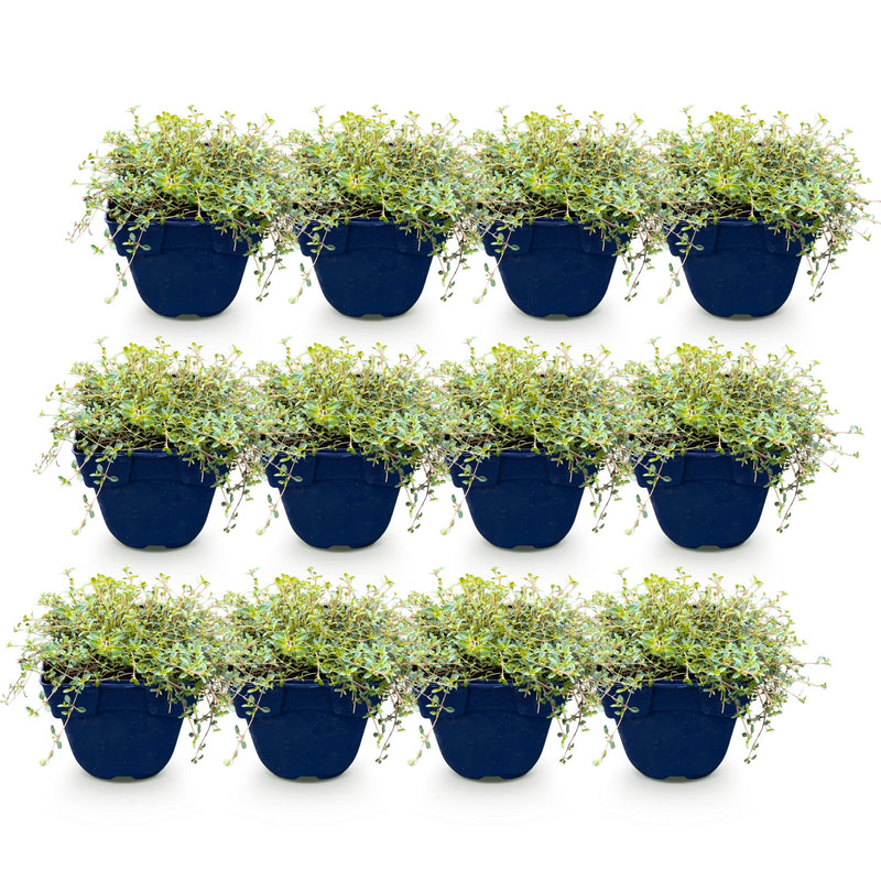 Green boutiQ - Perennial - Thymus praecox Red Carpet - Creeping Thyme - Fragrant - Red-Pink - 12 Plants - Pot 11cm - Height 15-25cm