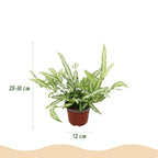 Green boutiQ - Zimmerpflanze - Pteris cretica Albolineata - Dünnfarn - Haustierfreundliche Pflanze - Grün - 4 Pflanzen - mit Korb - Topf 12cm - Höhe 20cm
