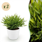 Green boutiQ - Zimmerpflanze - Bambusa Pogonatherum Monica - Bambusgras - Haustierfreundliche Pflanze - Grün - 2 Pflanzen - mit Topf Weiß - Topf 12cm - Höhe 20cm